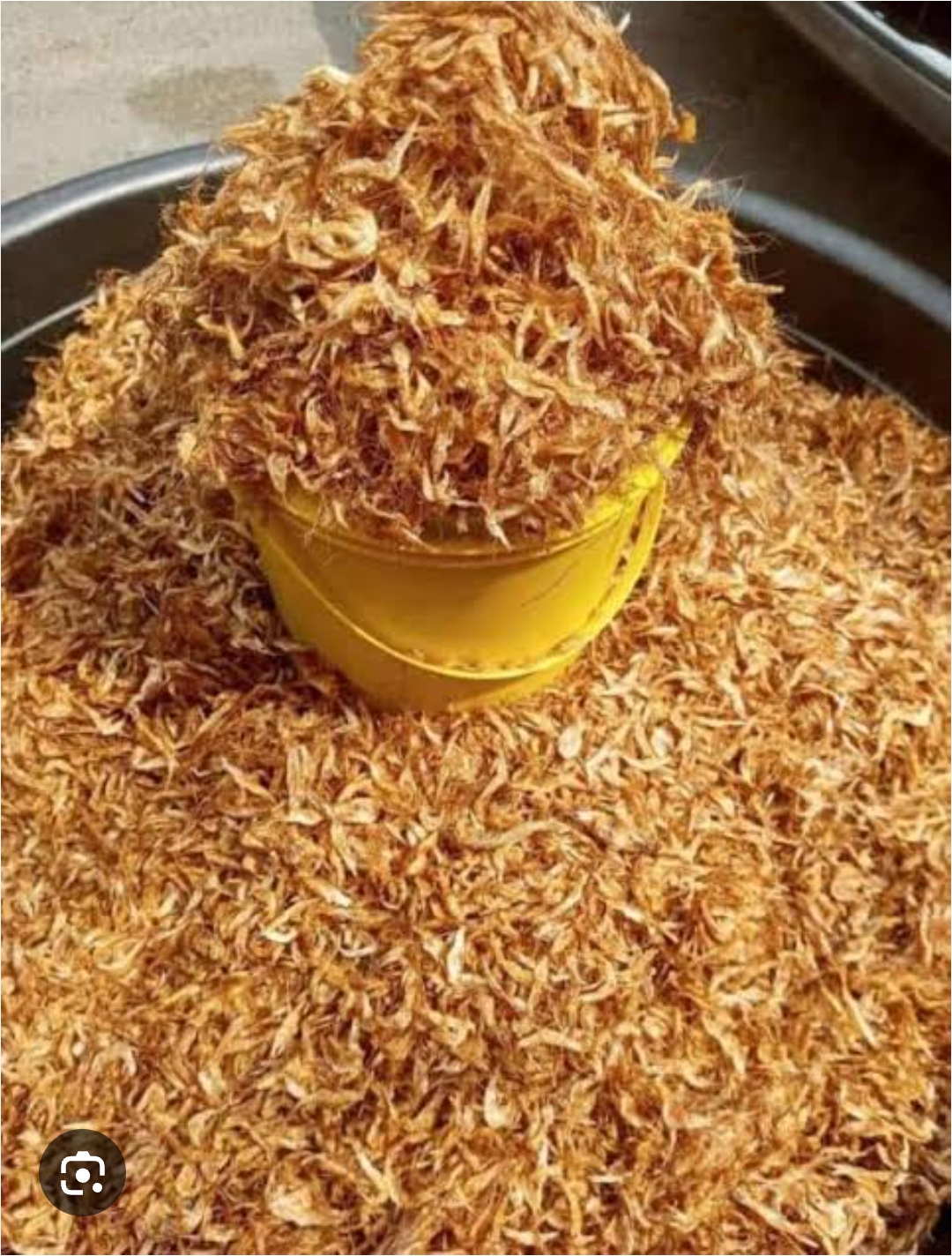 8/9 custard rubbers crayfish (Uncleaned) Free shipping